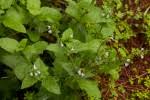 Image result for Salvia nilotica