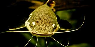 What To Feed Catfish In An Aquarium Aquarium Sphere