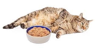 Take good care of your kitty's specific nutritional needs with royal canin feline glycobalance dry cat food. Your Guide To The Very Best Diabetic Cat Food