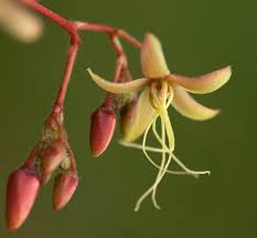 Image result for Tacazzea apiculata