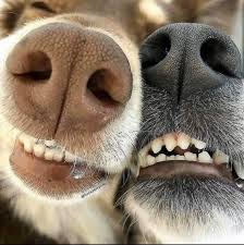 Celebra tu Amor Perruno 🐶❤️ con...