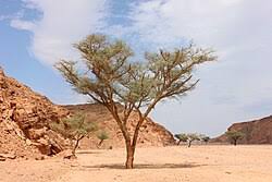 Image result for Acacia seyal