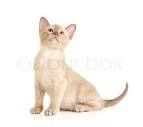 Burmese Kittens for Sale - Adoptapet
