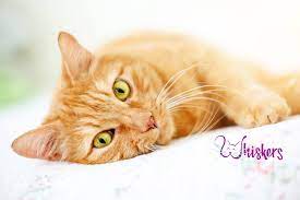 Check spelling or type a new query. Whiskers Home Facebook