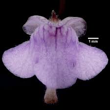 Image result for Genlisea hispidula