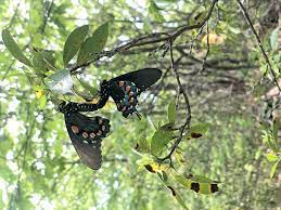 According to the missouri botanical gardens, which. The Pipevine Swallowtail Butterfly And Its Native Host Plants Virginia Native Plant Society