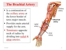 The most common arteries diagram material is paper. Vascular Anatomy Of The Upper Limb Ppt Download