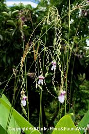 Image result for Thalia geniculata