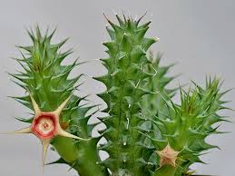 Image result for Huernia verekeri