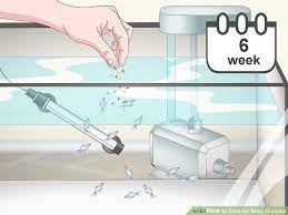 How To Care For Baby Guppies With Pictures Wikihow Guppy Fish Tank Baby Fish