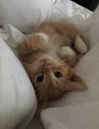 Check out this fantastic collection of cute cat aesthetic wallpapers, with 61 cute cat aesthetic background images for your desktop, phone or tablet. Cute Cats 9gag