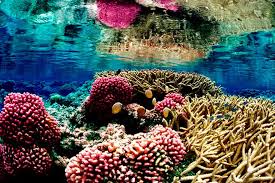 Corals Vs Sponges Difference And Comparison Diffen