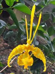 Image result for Achyropsis