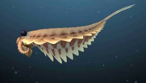 Image result for Sarcophrynium