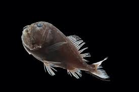 Scientists Unlocked The Secret Of How These Ultrablack Fish Absorb Light Ars Technica In 2020 Deep Sea Animals Deep Sea Deep Sea Fishing