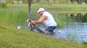 Glimmer of life rescues small dogs facing euthanasia in the south florida area to give them the chance at life that they deserve. Florida Man Rescues Puppy From Alligator In Lee County The Washington Post