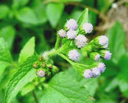 Image result for Ethulia conyzoides