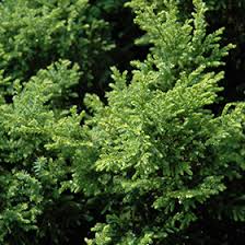 Image result for Chamaecrista plumosa