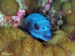 The Smiling Seahorse blog - Dive cruises Burma and Thailand