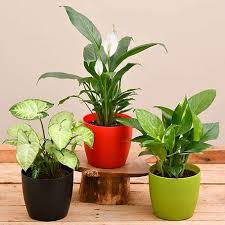 10 indoor plants that will purify your air & spruce up your home at the same time! Air Purifying Indoor Plants For Office Desk Mangomeadows Best Nursery In Plants In Kerala
