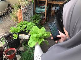 Misalnya saja kebun sayur mini atau bumbu dapur yang ditanam di dalam laci penyimpanan ini. Kebun Dapur Ada 7 Sebab Wajib Anda Mulakan Sekarang