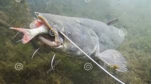 A fish with a flat head and long hairs around its mouth that lives in rivers or lakes 2. Big Catfish Vs Barbel In Tank In Slow Motion By Catfishing World Youtube