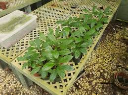Image result for Psychotria sp. B