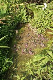 Image result for Potamogeton octandrus