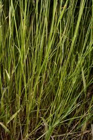 Image result for Eragrostis chapelieri