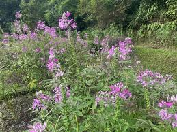 Image result for Cleome houtteana