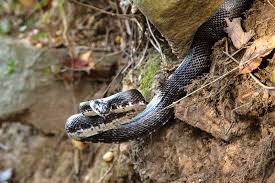 They have adapted themselves to look very similar to an ant, which often. Five Snakes Of The Chesapeake Region Proptalk