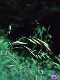 Image result for Bromus leptoclados
