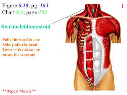 2 chest abdomen