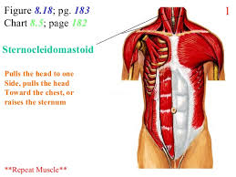 2 Chest Abdomen