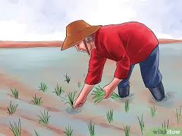 Petani menyemai benih padi di sebuah petak sawah yang tanahnya telah diolah. Cara Menanam Padi 11 Langkah Dengan Gambar Wikihow