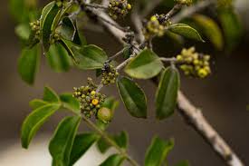 Image result for Strychnos mellodora