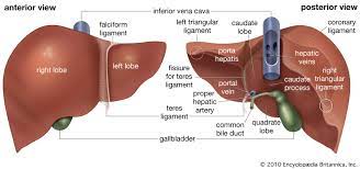 Signs and symptoms of liver disease include abdominal pain, jaundice, nausea, and weakness. Liver Anatomy Britannica