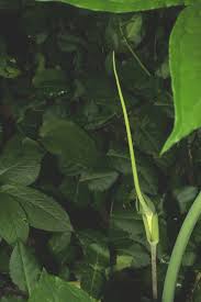 Oakleaf hydrangea (hydrangea quercifolia) is a great shrub for shade because it adds interest to a garden all year round. Arisaema Dracontium Green Dragon Go Botany