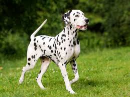 We did not find results for: Dalmatian Puppies For Sale Available In Phoenix Tucson Az