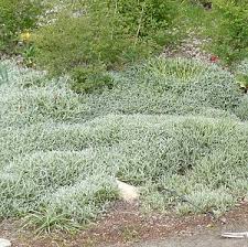 Image result for Cerastium