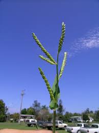 Image result for Urochloa panicoides