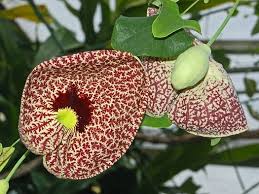 Image result for Aristolochia