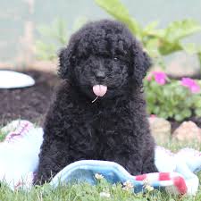 A good breeder will not only help match the perfect puppy for your family, they will also adhere to ethical and responsible canine care. Cutest Black Mini Goldendoodle Puppy Goldendoodle Puppy Doodle Puppy Goldendoodle Puppy For Sale