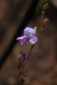 Image result for Disa baurii