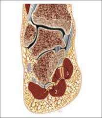 Muscle anatomy of the plantar foot (fhl vs. Scielo Brasil Compressive Neuropathy Of The First Branch Of The Lateral Plantar Nerve A Study By Magnetic Resonance Imaging Compressive Neuropathy Of The First Branch Of The Lateral Plantar Nerve