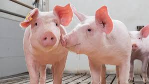 Gambar babi adalah paling bagus download now puluhan babi di sumut ma. Index Of Wp Content Uploads 2020 05