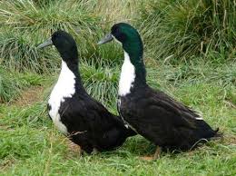 Black And White Domestic Duck Species Black Swedish Ducks Metzer Farms Duck Breeds Duck And Ducklings Pet Ducks