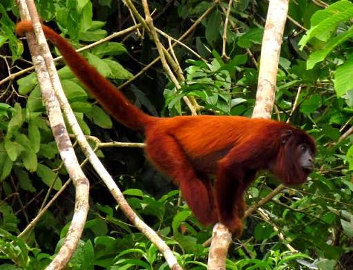 Alouatta puruensis &ndash; Wikip&eacute;dia, a enciclop&eacute;dia livre