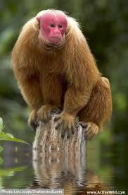 What Is In The Amazon Rainforest Animals Birds Plants People Uakari Primates Monkey