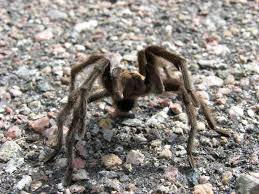 Venomous northern black widow spiders are being spotted farther north than ever before, photos snapped by the public reveal. Common Spiders To Watch For In Colorado Poisonous And Non Venomous Species